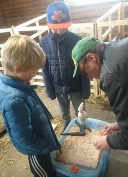 Standardisert merking av lam i praksis